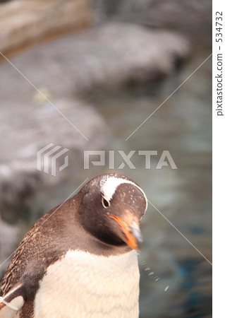 企鵝。在旭山動物園...... 企鵝。在旭山動物園...... 534732