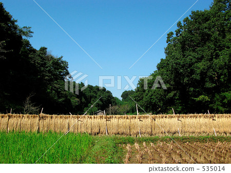 日本的秋天 535014