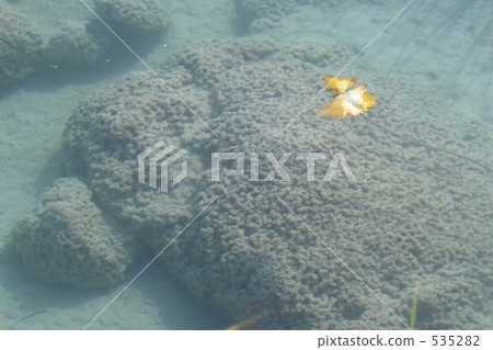 墨西哥Quattro Ciegas的Stromatolite 535282