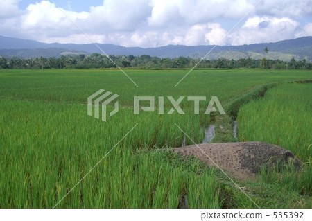 A stone statue of buffalo appearing in the field on Sulawesi island 535392