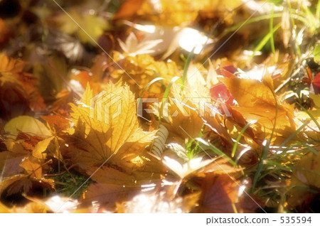 Fallen leaves Fallen leaves 535594