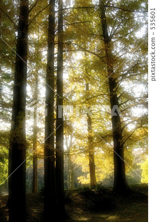 Sunbeams 535601