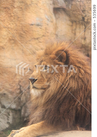 Asahiyama Zoo, Lion · · · Asahiyama Zoo, Lion · · · 535699