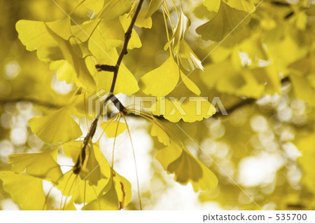 Ginkgo biloba Ginkgo biloba 535700