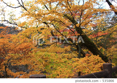 Iroha Saka of autumn leaves 5 Iroha Saka of autumn leaves 5 535866