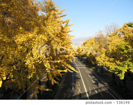 Ginkgo aki Ginkgo aki 536149