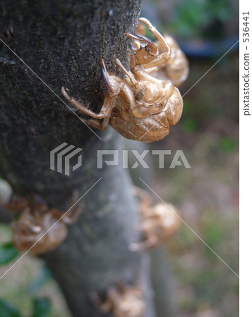 Traces of past and summer Traces of past and summer 536441