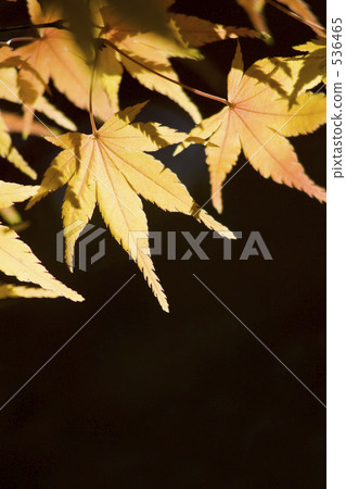 Yellow leaves 536465