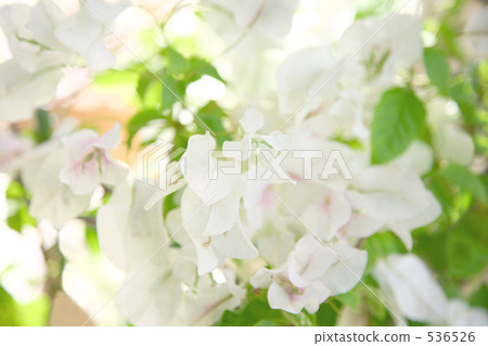 白芙蓉 白芙蓉 536526