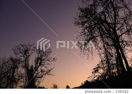 灌木叢 草叢 分類樹 536582