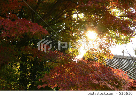 red leafe, fujimi city, saitama prefecture 536610