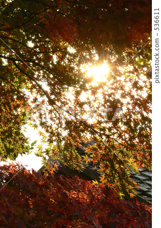 red leafe, fujimi city, saitama prefecture 536611