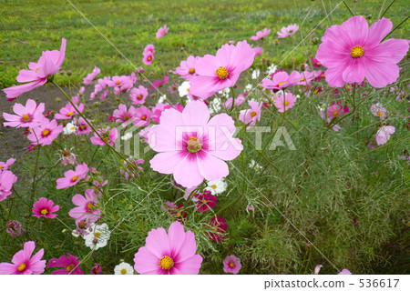 cosmos, cosmea, bloom 536617