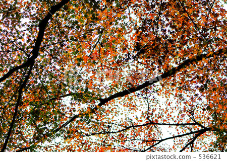 Maple Maple 536621