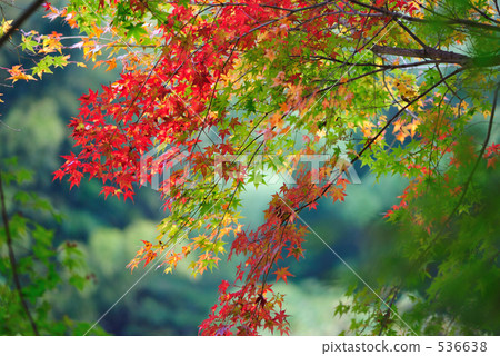 color color 536638