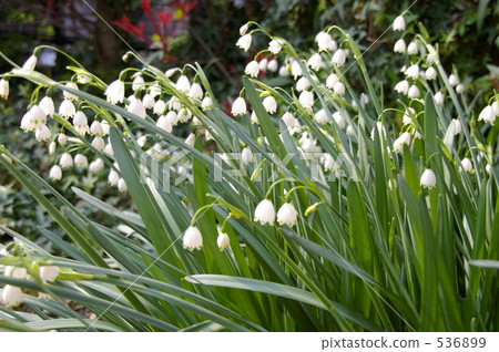 giant snowflake, spring, white 536899