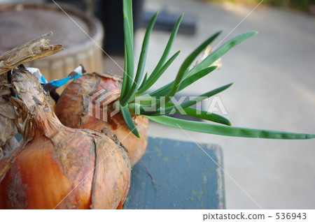 Buds have gone out onions 536943