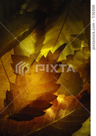 枯葉 櫸樹葉 葉子 536986