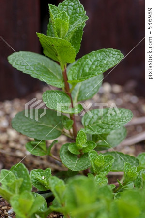 胡椒薄荷 薄荷 香草 536989