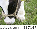 calf 537147