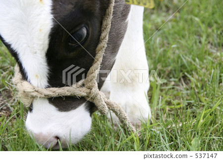 calf calf 537147