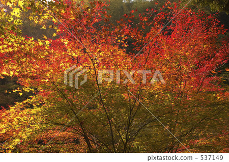 Autumn leaves Autumn leaves 537149