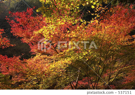 Autumn leaves Autumn leaves 537151