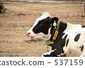 Talkative cattle 537159