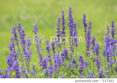 薰衣草 537261