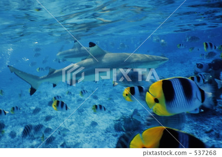 鯊魚餵養 鯊魚餵養 537268