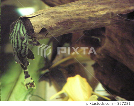 淡水魚 熱帶魚 魚 537281