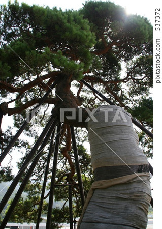 Pine tree 537372