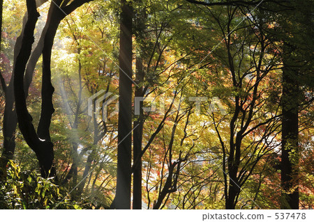 秋天的樹葉 537478