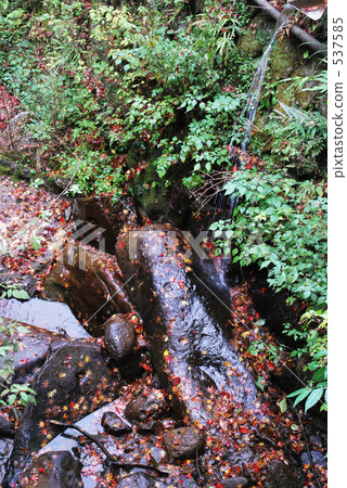 Mountain stream maple 537585