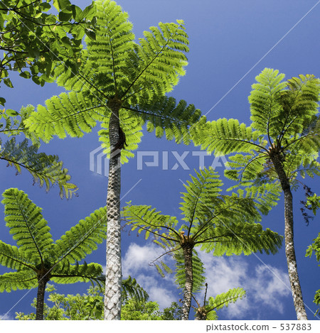 Lizardhead Lizardhead 537883