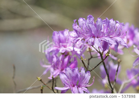 Mitsuba Azalea 537898