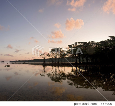 Dawn of mangrove forest 537900