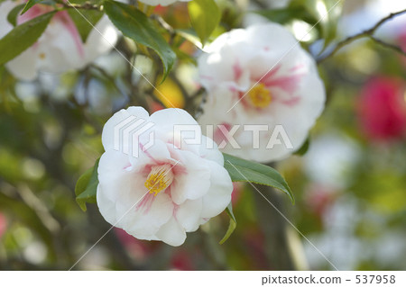 Camellia Camellia 537958