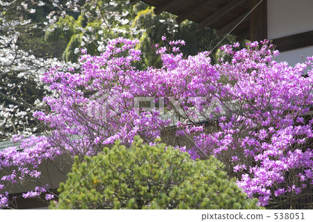 Mitsuba杜鵑花 538051