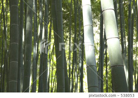 竹林 竹林 538053