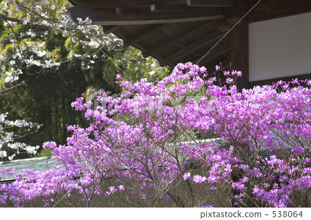 Mitsuba Azalea 538064