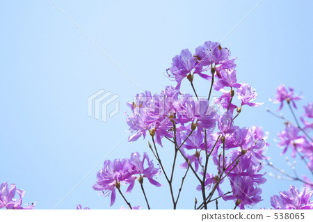 Mitsuba Azalea 538065