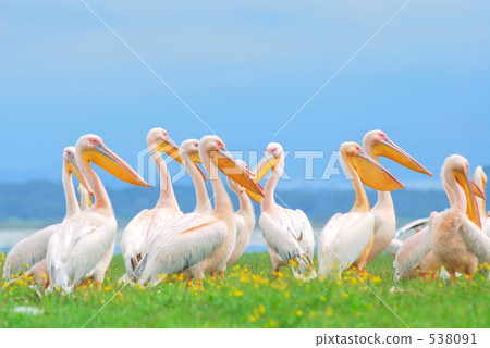 鵜鶘 水禽 鳥兒 538091