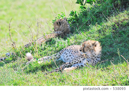 獵豹 動物 兄弟 538093