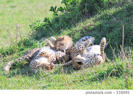 cheetah, acinonyx jubatus, cheetahs 538095