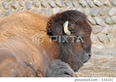 美洲野牛 538101