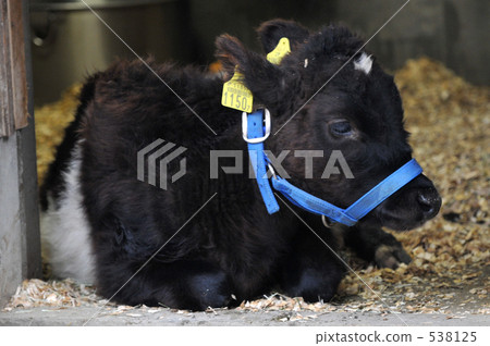 Kuchinoshima beef 1 538125