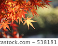 Autumn leaves 538181