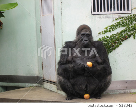 大猩猩 538342