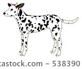 Beef ear Dalmatian Beef ear Dalmatian 538390